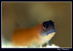 Aron's blenny... by Sven Tramaux 